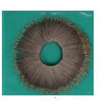 Arabian Goates Eye
